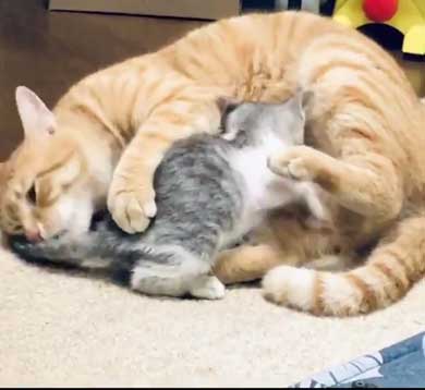 母性 目覚めた オス 雄 猫 子猫 グルーミング おっぱい