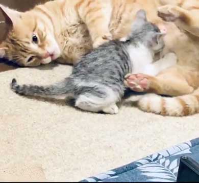 母性 目覚めた オス 雄 猫 子猫 グルーミング おっぱい