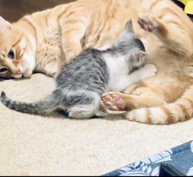 母性 目覚めた オス 雄 猫 子猫 グルーミング おっぱい