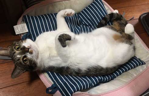 母性 目覚めた オス 雄 猫 子猫 グルーミング おっぱい