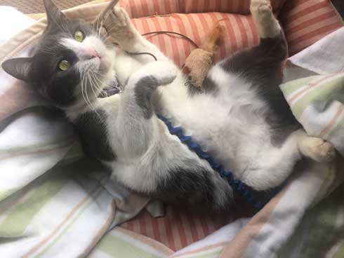 母性 目覚めた オス 雄 猫 子猫 グルーミング おっぱい