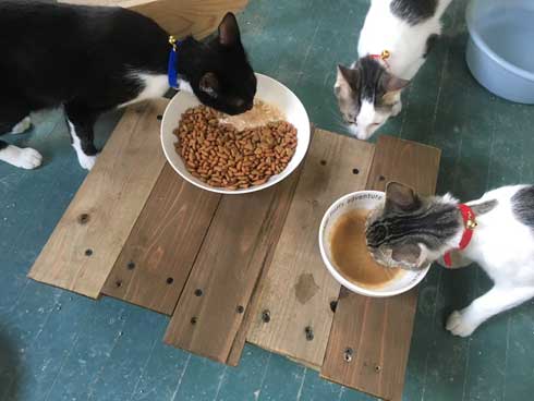 母性 目覚めた オス 雄 猫 子猫 グルーミング おっぱい