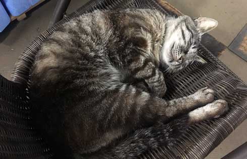 母性 目覚めた オス 雄 猫 子猫 グルーミング おっぱい