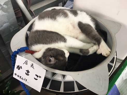 母性 目覚めた オス 雄 猫 子猫 グルーミング おっぱい