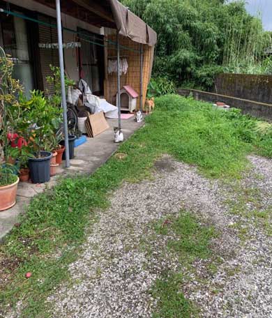 母性 目覚めた オス 雄 猫 子猫 グルーミング おっぱい