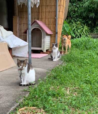 母性 目覚めた オス 雄 猫 子猫 グルーミング おっぱい