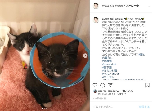 藤あや子 保護猫 マル オレオ 柄