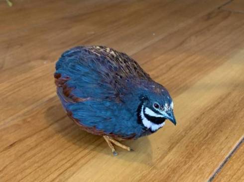 すごい新書の棚