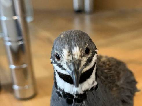 すごい新書の棚