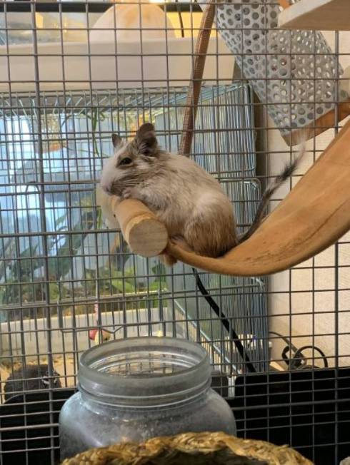 すごい新書の棚