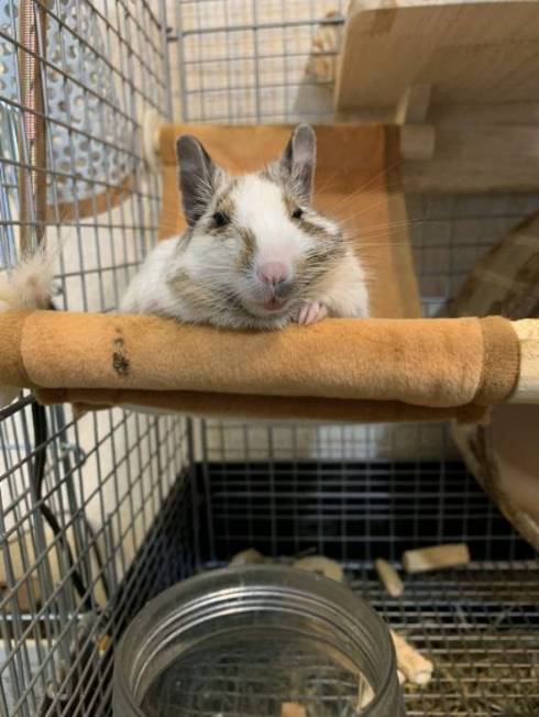 すごい新書の棚