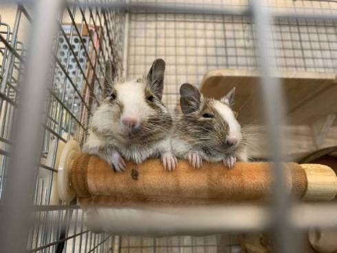 すごい新書の棚