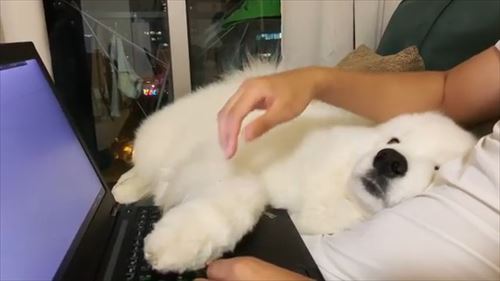 犬