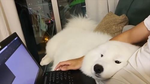 犬