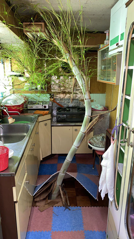 竹が空き家の床を突き破って生え「草通り越して竹」　笑いごとではない竹の脅威