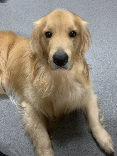 きりっとするゴールデンレトリバー