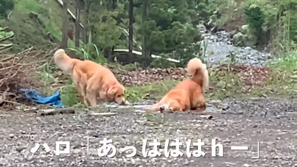 あははなハロくん