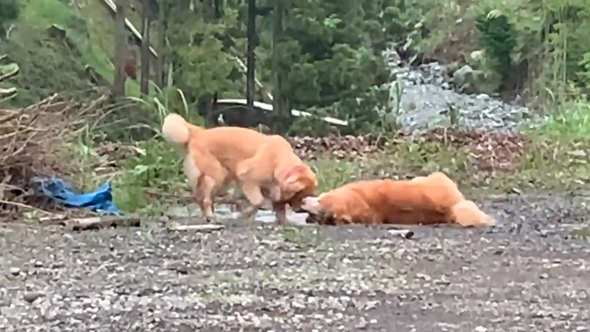 完全に横になるハロくん