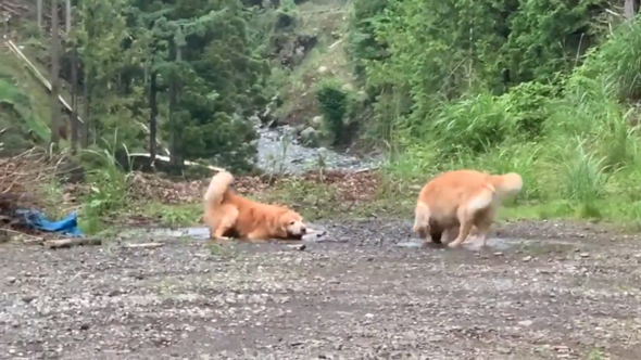 字幕なしハロくんとキッカちゃん