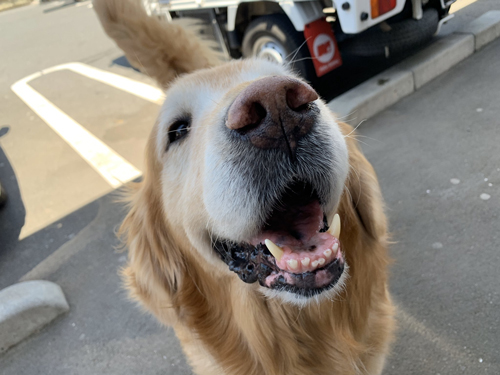 えへへーなハロくん