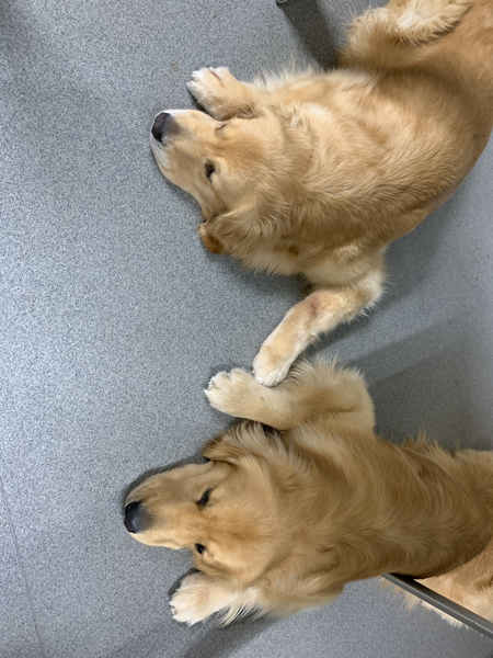 キッカちゃんとアムロくん