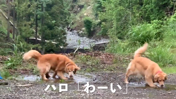 乱入するハロくん