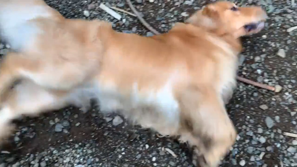 ごろごろアムロくん