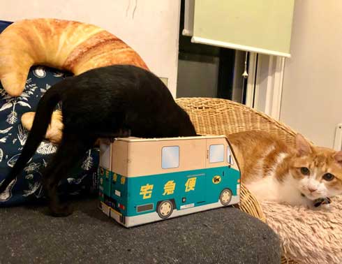 黒猫 子猫 新人ドライバー教育 クロネコヤマト 箱