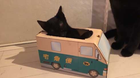 黒猫 子猫 新人ドライバー教育 クロネコヤマト 箱