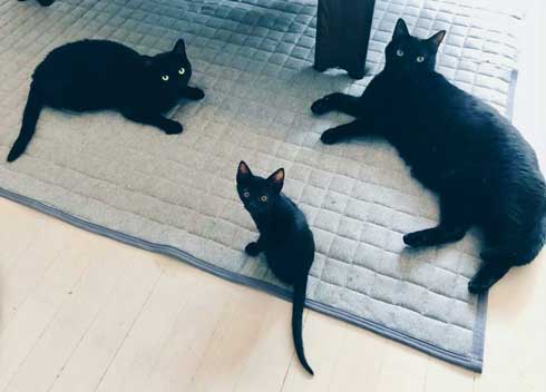黒猫 子猫 新人ドライバー教育 クロネコヤマト 箱
