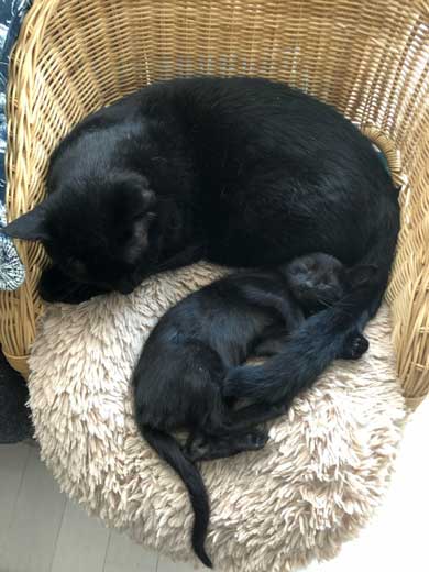 黒猫 子猫 新人ドライバー教育 クロネコヤマト 箱