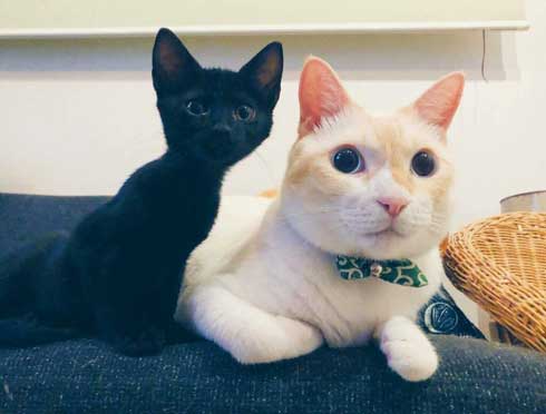 黒猫 子猫 新人ドライバー教育 クロネコヤマト 箱