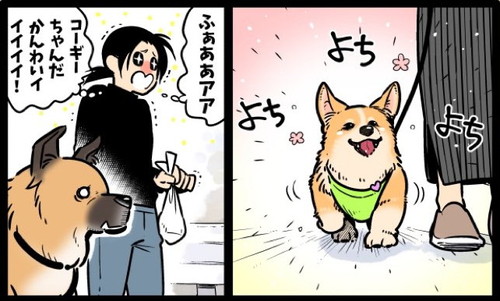 ゴンさんコーギーちゃんと出会う