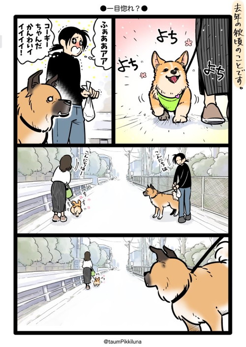 ゴンさんコーギーちゃんと出会う