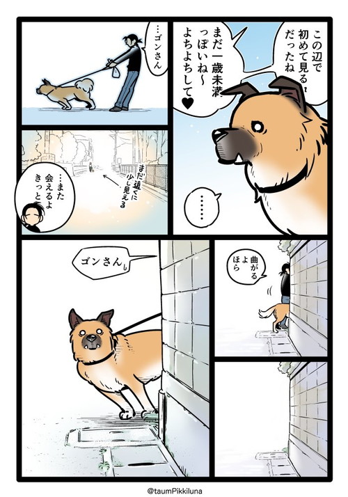 ゴンさんコーギーちゃんと出会う
