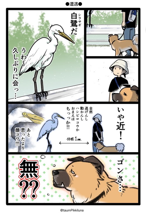 ゴンさんシラサギさんと出会う