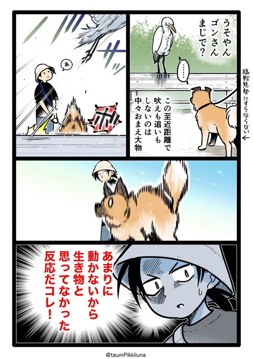ゴンさんシラサギさんと出会う