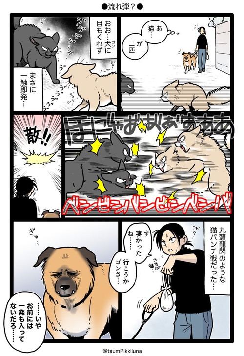ネコちゃんの喧嘩に遭遇したゴンさん
