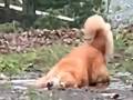 犬「わーい！」飼い主「あああああ!!!」　全力で泥水に突っ込むゴールデンレトリバーに絶叫する飼い主が面白い