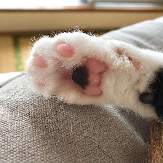 ニトリのクッション肉球