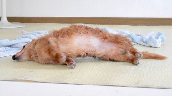 とんかつの切り身