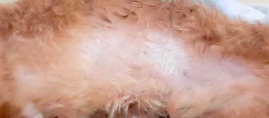 とんかつの切り身