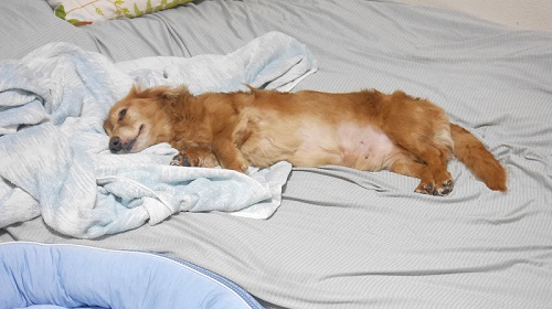 赤い洋服を着たじろさん