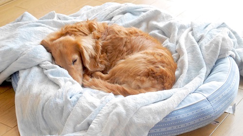 おやつを見つめるじろさん