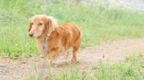 てぬぐいかぶったじろさん