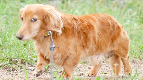 桜カーペットじろさん