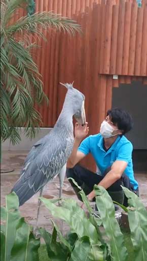 ハシビロコウ ふたばさん イケメン 飼育員 戯れる 静岡 掛川花鳥園