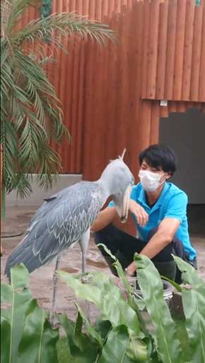 ハシビロコウ ふたばさん イケメン 飼育員 戯れる 静岡 掛川花鳥園