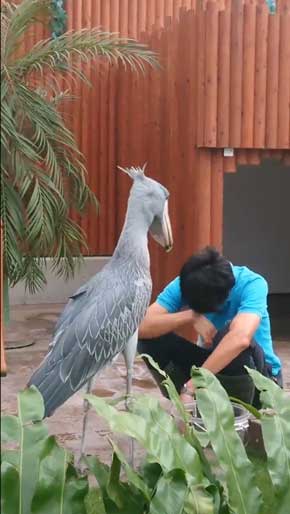 ハシビロコウ ふたばさん イケメン 飼育員 戯れる 静岡 掛川花鳥園