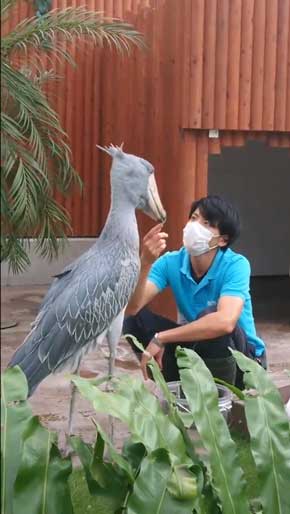 ハシビロコウ ふたばさん イケメン 飼育員 戯れる 静岡 掛川花鳥園